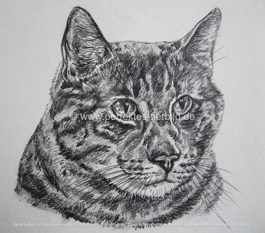 Porträt eines Katzenkopfes mit ausgeprägtem Muster und intensiven Augen.