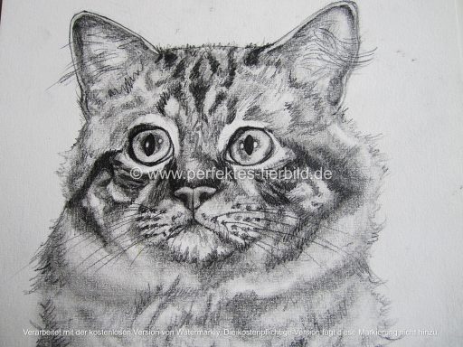 Porträt eines Katzenkopfes mit großen Augen und detailliertem Fell.