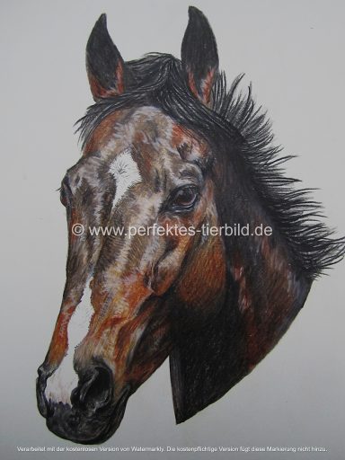 Porträt eines Pferdes mit braunem Fell und schwarzer Mähne auf hellem Hintergrund.