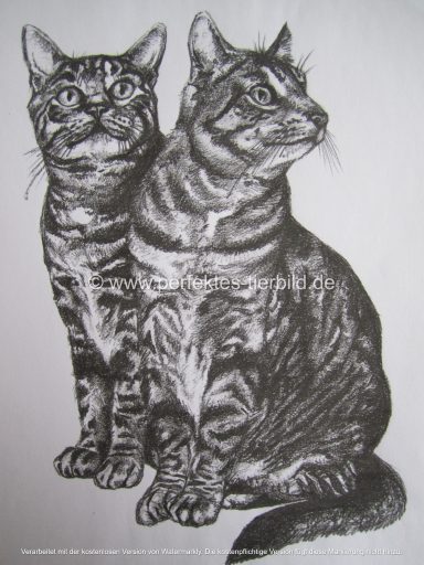 Zwei Katzen nebeneinander, detailliert gezeichnet im Realismus-Stil.