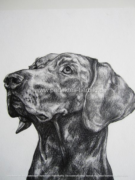 Porträt eines Hundes mit aufmerksamem Blick und fein ausgearbeiteter Struktur.