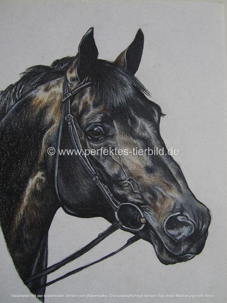 Porträt eines schwarzen Pferdes mit Zaumzeug, Kopf zur Seite gewandt.