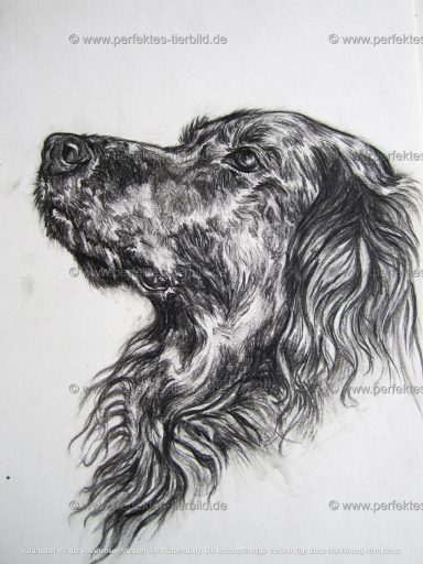 Porträt eines Hundes mit langem Fell in Schwarz-Weiß.